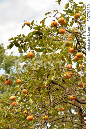 Tree: Okinawa Okinawa Tree: Okinawa Okinawa 70779860