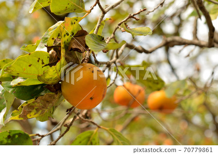 Tree: Okinawa Okinawa Tree: Okinawa Okinawa 70779861