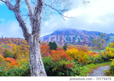 Autumn leaves of Zao plateau Autumn leaves of Zao plateau 70779878