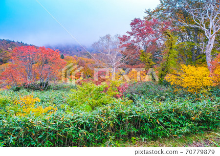 Zao Plateau in Autumn Zao Plateau in Autumn 70779879