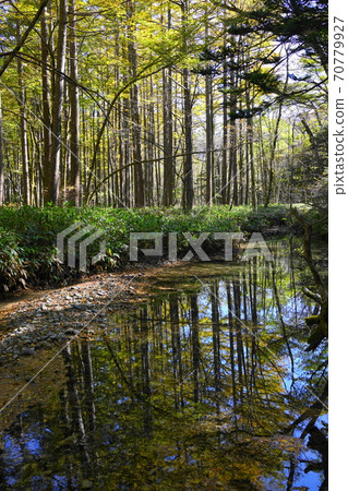 Kamikochi in autumn colors: Small murmuring and autumn leaves of larch Kamikochi in autumn colors: Small murmuring and autumn leaves of larch 70779927
