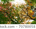 Autumn leaves of the park 70780058