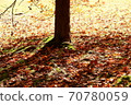 Fallen leaves in the park 70780059
