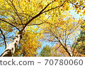 Fall of the park 70780060