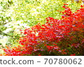 Autumn leaves of the park 70780062