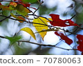Autumn leaves of the park 70780063