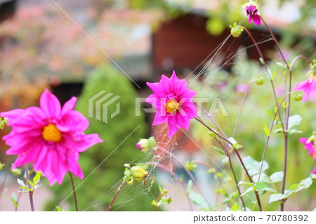 大麗花花 70780392