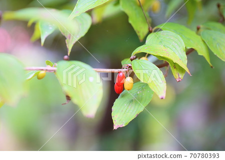 Fruit of Sanshu 70780393