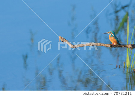 Kingfisher wild bird close-up material Kingfisher wild bird close-up material 70781211