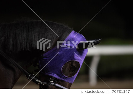 Saga horse racetrack at night 70781347
