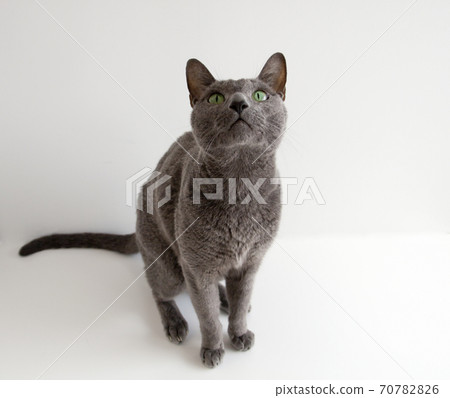 貓的姿勢看起來白色背景俄羅斯藍色 70782826