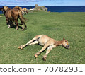 Kandachime overlooking the sea and sleeping Kandachime Shiriyazaki Lighthouse, Shimokita Peninsula, Aomori Prefecture Grazing 70782931