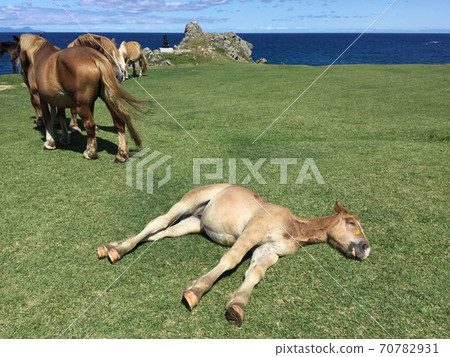 可以眺望大海，沉睡的看鳥島青森縣下沖田半島白羊崎燈塔 70782931