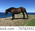 Kandachime overlooking the sea Shiriyazaki Lighthouse, Shimokita Peninsula, Aomori Prefecture Grazing 70782932