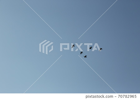 Suncheon Bay, in the park, reed forest 70782965