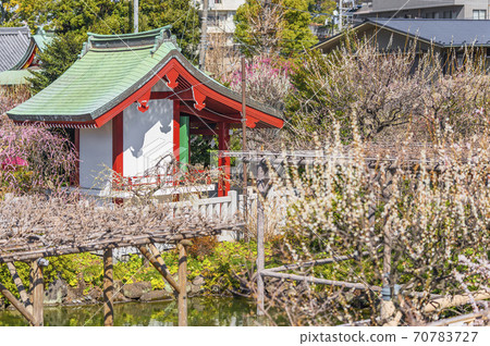 [東京金門]龜戶天神神社的梅花節 70783727