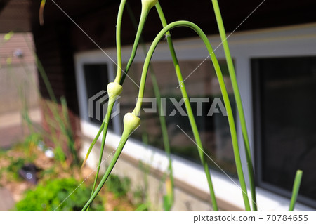 The twisted neck of a garlic scape growing 70784655