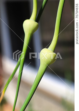 A vertical closeup of garlic scape heads A vertical closeup of garlic scape heads 70784656