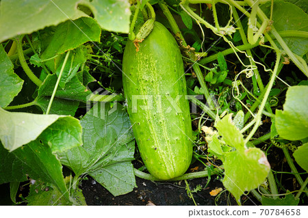 A large green cucumber maturing on the vine 70784658