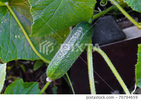 A green pickly pickling cucumber on the stem 70784659