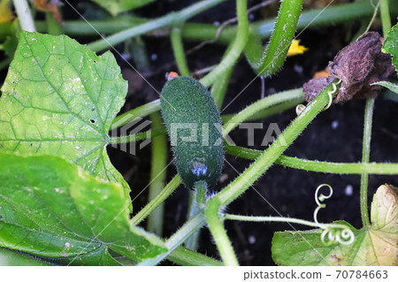 A pickling cucumber grows inbetween vines and leaves 70784663