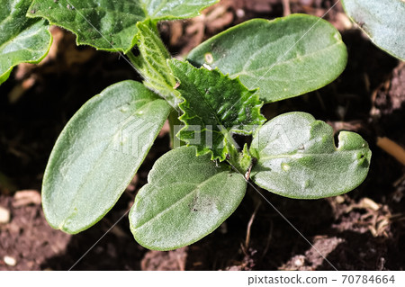 Macro view of cucumber seedlings growing in the sunlight 70784664