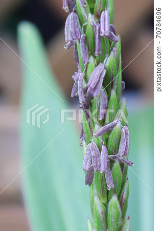 A macro view of corn florets on a tassel 70784696