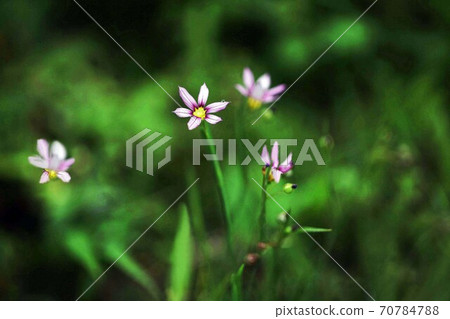 野草二輪燒花 70784788