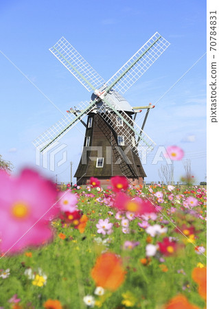 Akebonoyama Park Windmills and Cosmos Akebonoyama Park Windmills and Cosmos 70784831