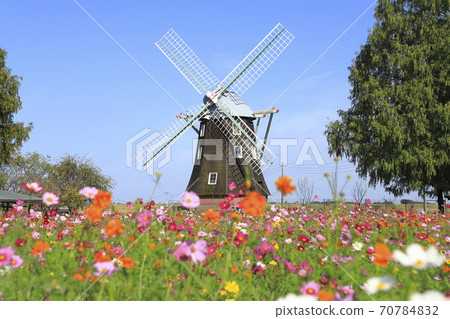 Akebonoyama Park Windmills and Cosmos Akebonoyama Park Windmills and Cosmos 70784832