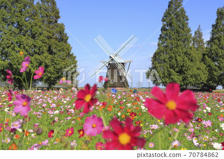 Akebonoyama Park Windmills and Cosmos 70784862