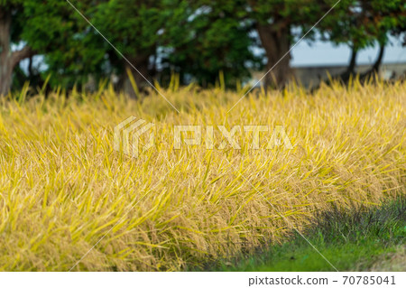Inawashiro Town, Fukushima Prefecture, just before harvest Inawashiro Town, Fukushima Prefecture, just before harvest 70785041