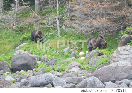 Two wild brown bears looking for food on the coast (West coast of Shiretoko Peninsula / Hokkaido) Two wild brown bears looking for food on the coast (West coast of Shiretoko Peninsula / Hokkaido) 70785311
