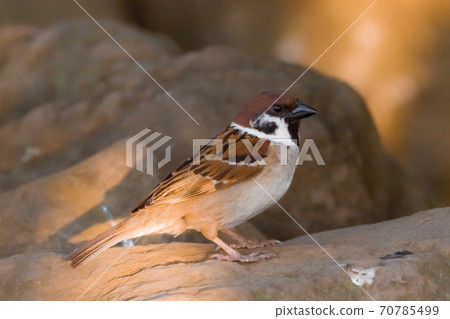 Sparrow 70785499