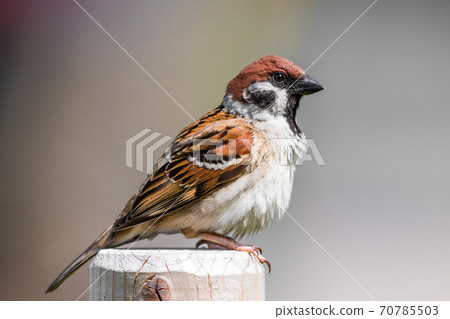 Sparrow 70785503