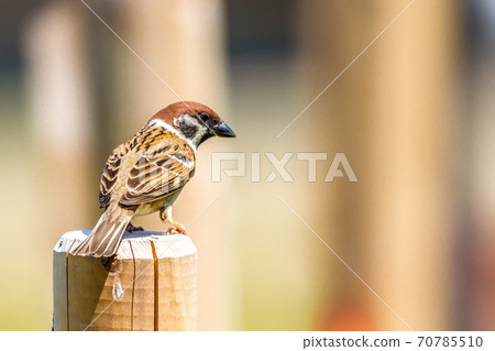 Sparrow 70785510