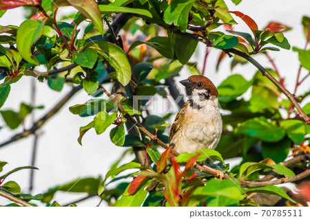 Sparrow 70785511