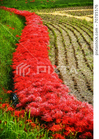 Cluster amaryllis, red spider lily, red spider lily Cluster amaryllis, red spider lily, red spider lily 70785576
