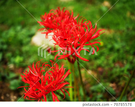 Higanbana,Manshushaka,紅色Higanbana Higanbana,Manshushaka,紅色Higanbana 70785578