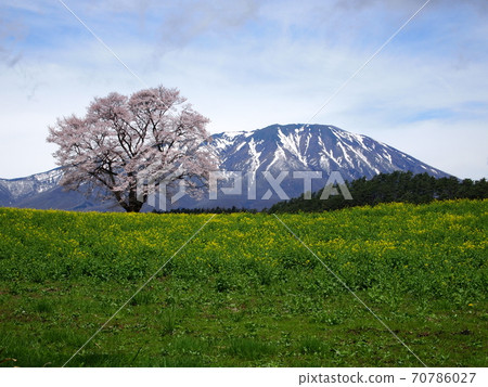 一小岩井盛開 70786027