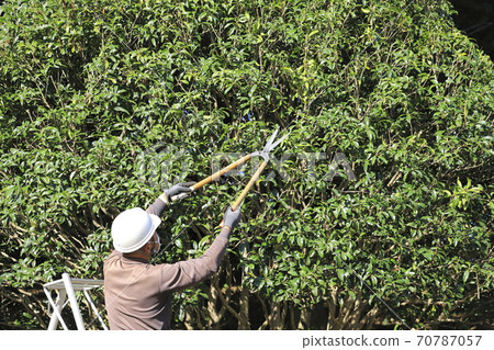 Planter pruning a tree Planter pruning a tree 70787057
