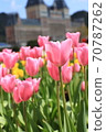 春天溫暖開朗的鬱金香 70787262