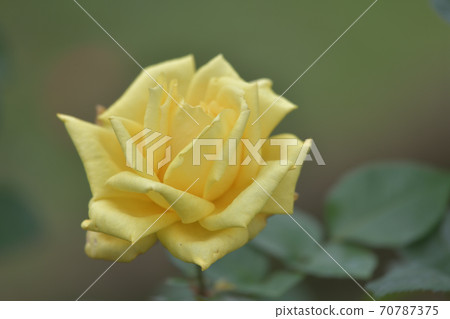 大黃色玫瑰花 大黃色玫瑰花 70787375