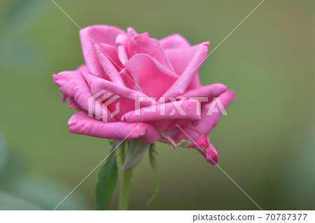 四季大花月季花 四季大花月季花 70787377