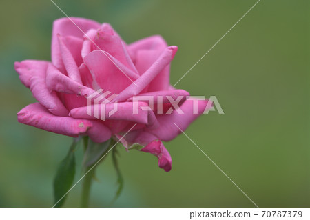 四季大花月季花 70787379