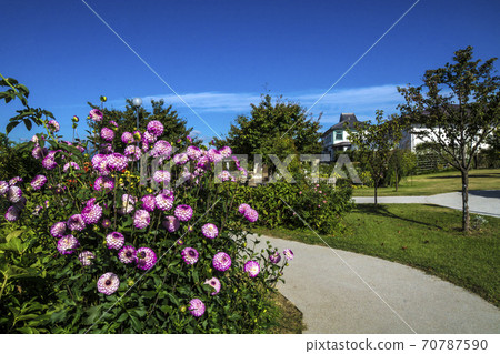Shinshu, Nakano City, Nagano Prefecture, Autumn Ippongi Park, Rose Garden Dahlia 70787590