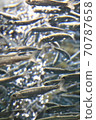 魚沙丁魚學校 70787658