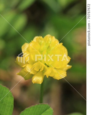 Hop trefoil flower (yellow clover) Hop trefoil flower (yellow clover) 70787672