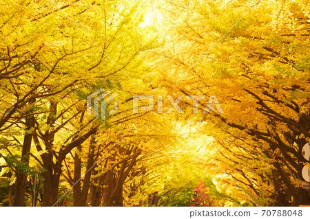 Hokkaido University and ginkgo trees in late autumn Hokkaido University and ginkgo trees in late autumn 70788048