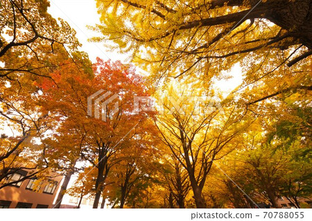 Hokkaido University and ginkgo trees in late autumn Hokkaido University and ginkgo trees in late autumn 70788055